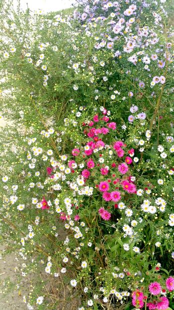 image - Aster 2016