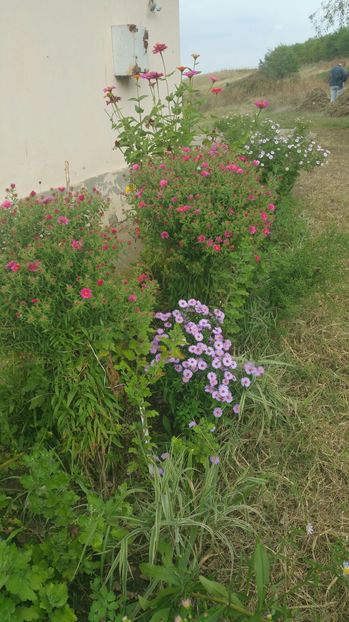 image - Aster 2016
