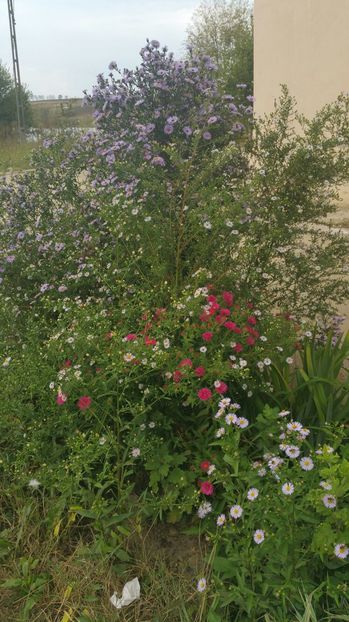 image - Aster 2016