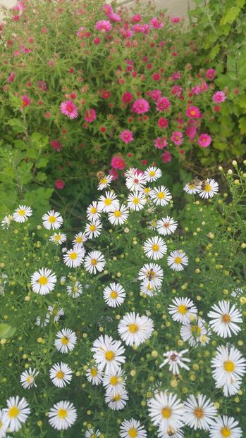 image - Aster 2016