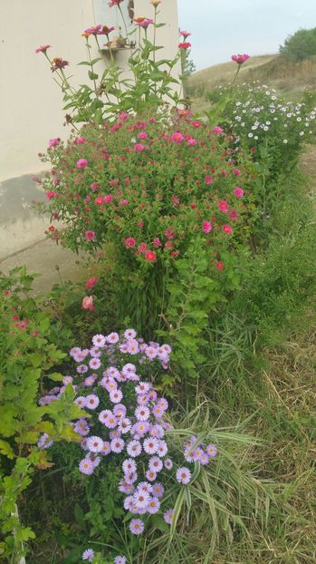 image - Aster 2016