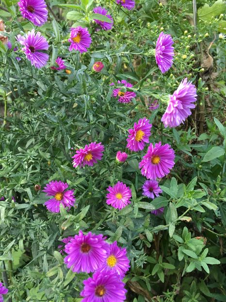 image - Aster 2016