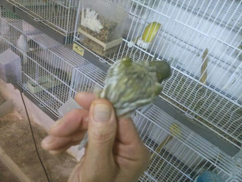 Espaniolito s.d. - Amintiri