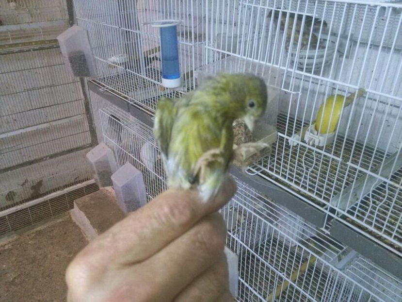 Spaniolito s.d. - Amintiri