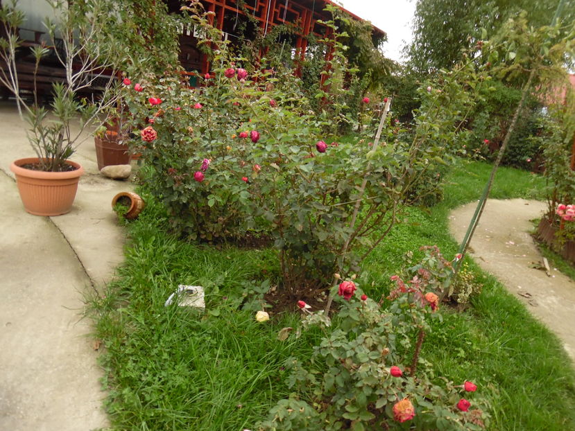  - 2016 Toamna in gradina 2016