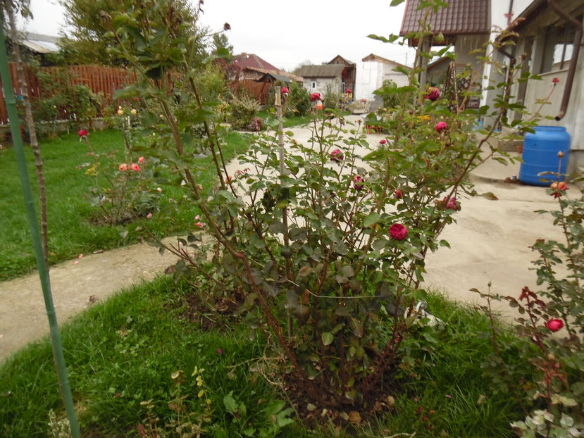 Falstaff - 2016 Toamna in gradina 2016