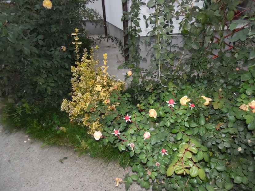  - 2016 Toamna in gradina 2016
