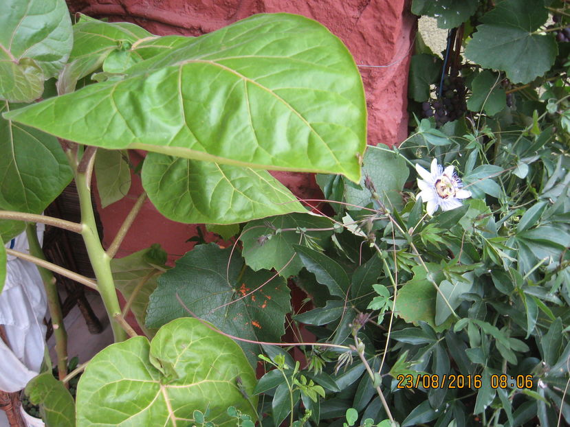 Picture 7057 - Passiflora caerulea