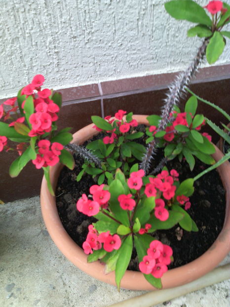 Euphorbia milii