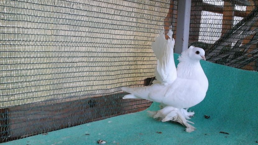 F 5350, 2016; 200 lei