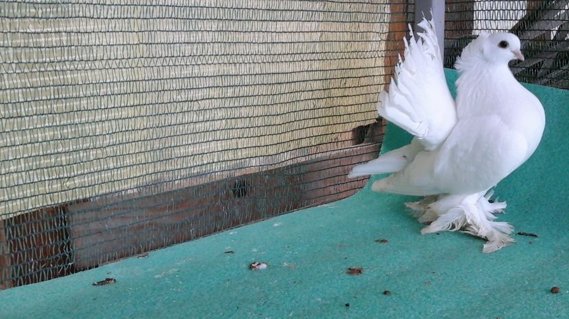 F 5350, 2016; 200 lei