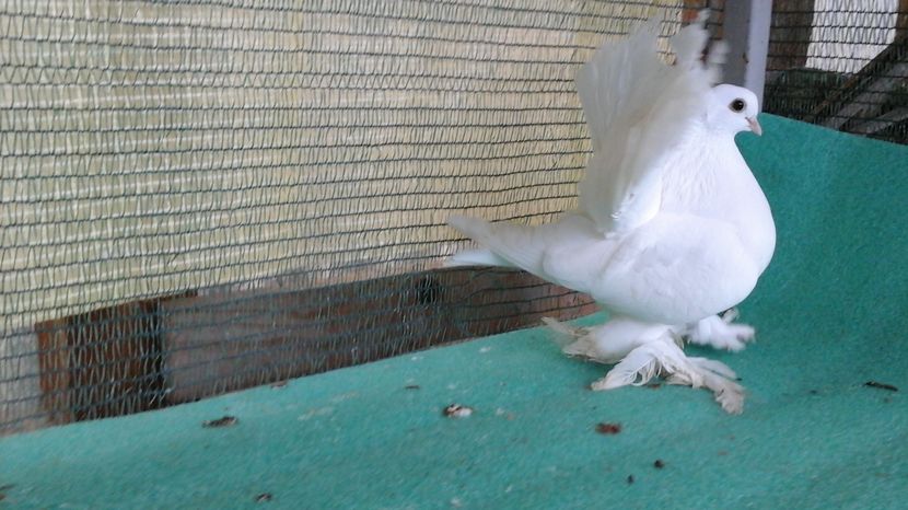 F 5350, 2016; 200 lei