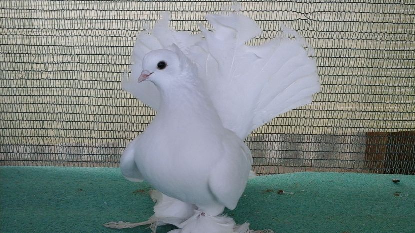 F 5350, 2016; 200 lei