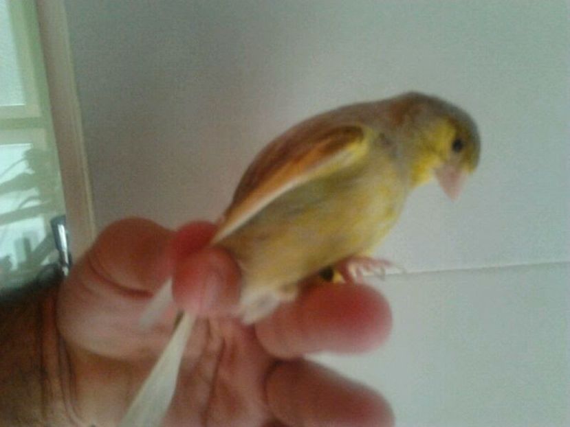 IMG-20140614-WA0019 - Amintiri