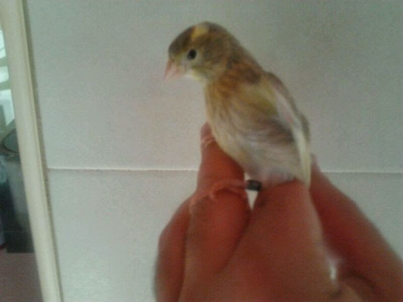 IMG-20140614-WA0012 - Amintiri