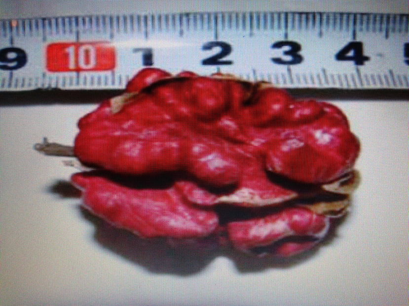 Fotografie0074 - 0 0 Arbusti fructiferi 2017-2018