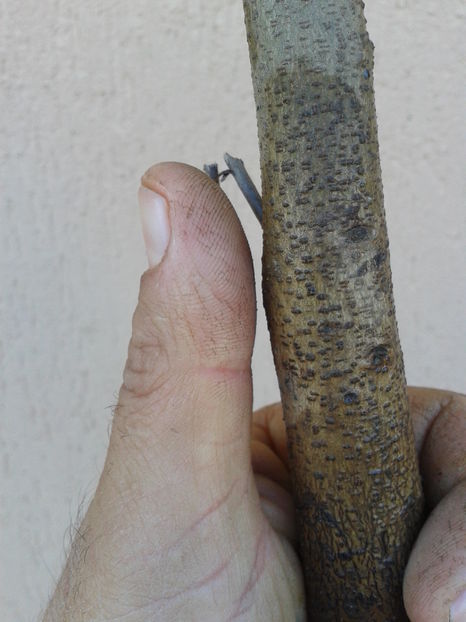 nuc-nuci cu miez rosu - 0 0 Arbusti fructiferi 2017-2018