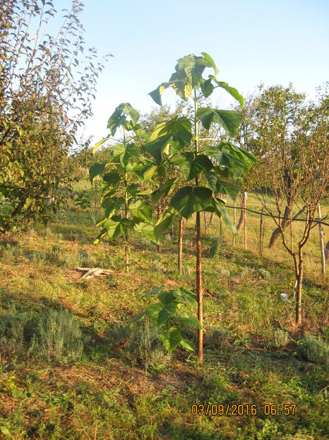 Picture 7135 - Paulownia Tomentosa 2014-2016