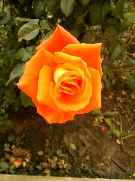 14876473_1065799663566527_1911812402538096802_o - 0 TRANDAFIRI 2016