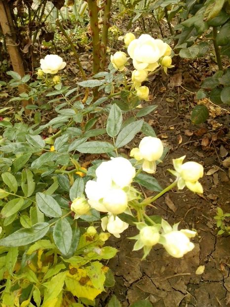 14917134_1065799326899894_4875018666843104363_o - 0 TRANDAFIRI 2016