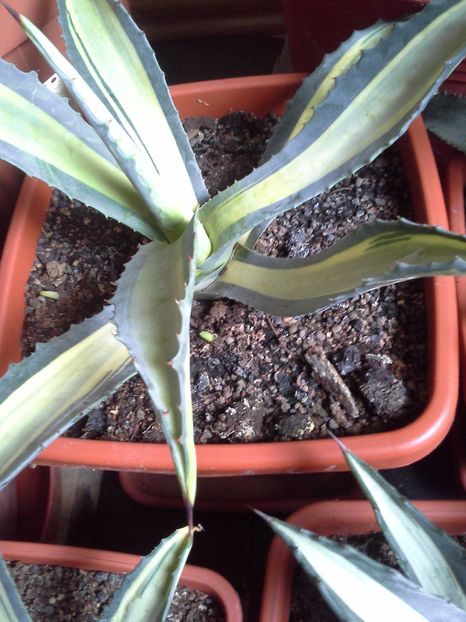 lutea - agave cu pui