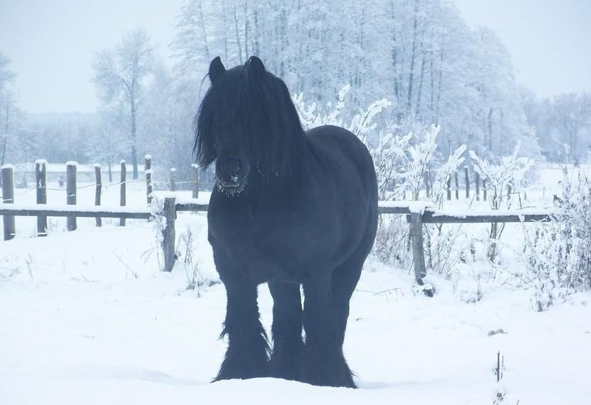 DON\; tatal lui BATORY
