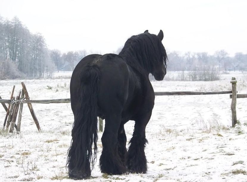 DONT\; tatal lui BATORY
