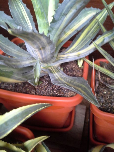 striata - agave cu pui