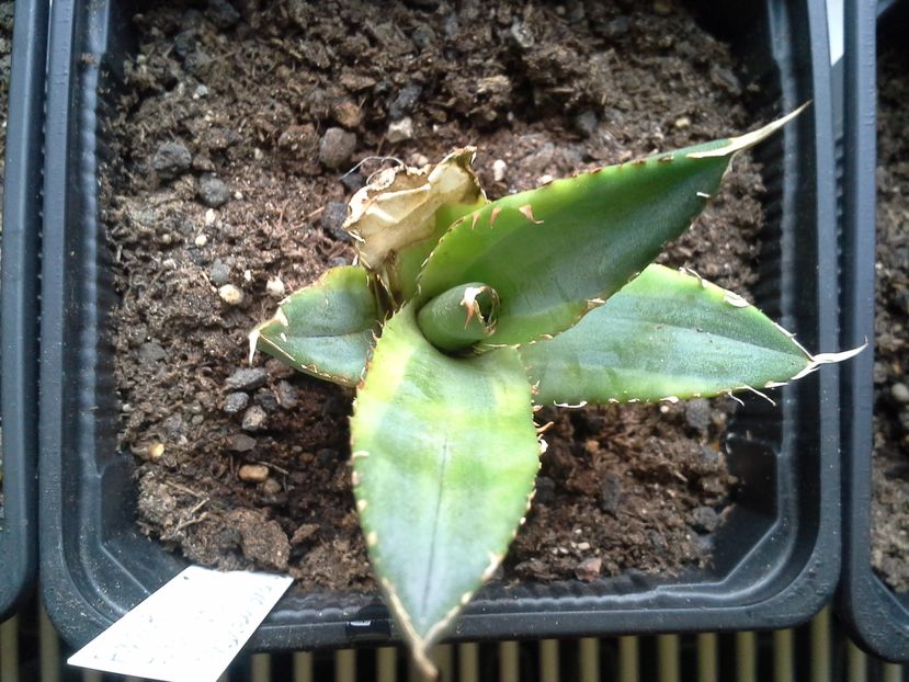 titanota marginata