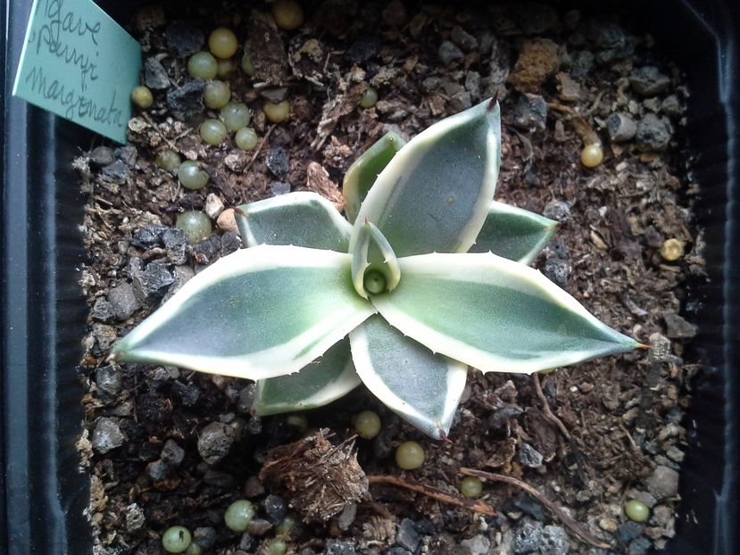 parryi marginata