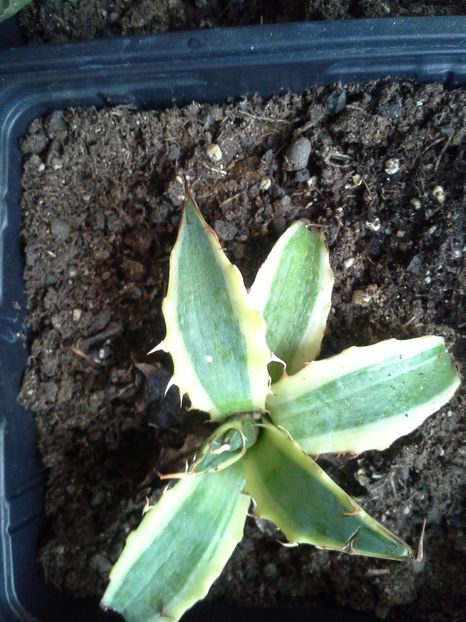 xylonacantha frostbite
