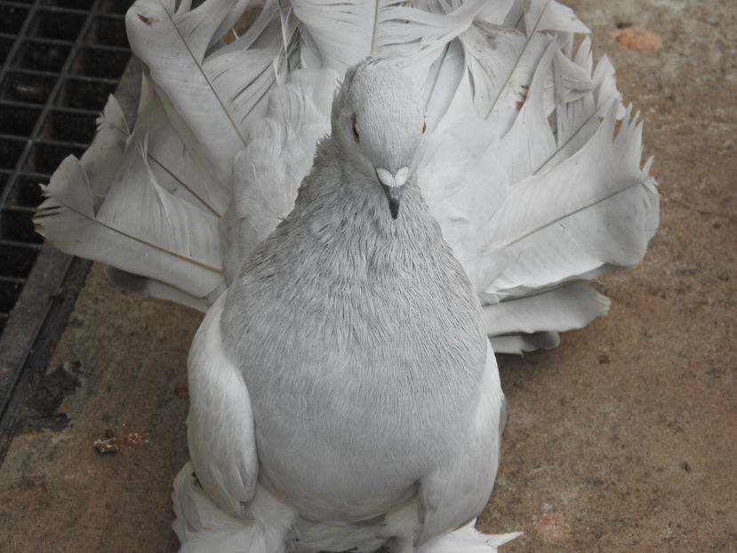  - 06 -- voltati indieni