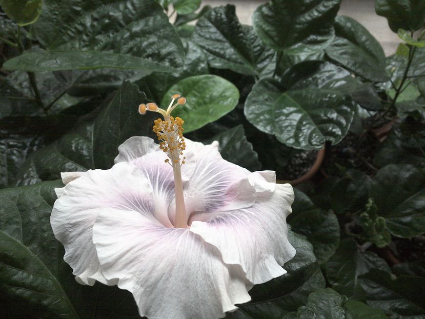 WIN_20161105_084229 - 02Hibiscus