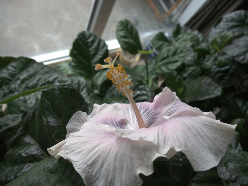 WIN_20161105_084247 - 02Hibiscus