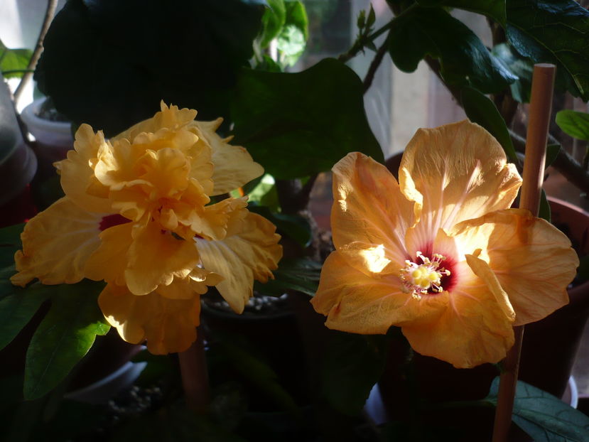 P1300615 - HIBISCUSI 2016-7