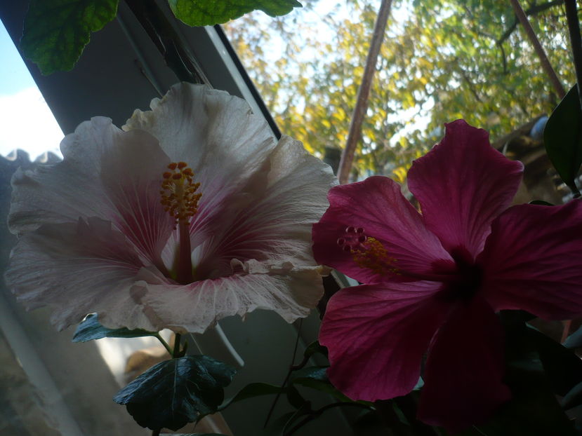 P1300619 - HIBISCUSI 2016-7