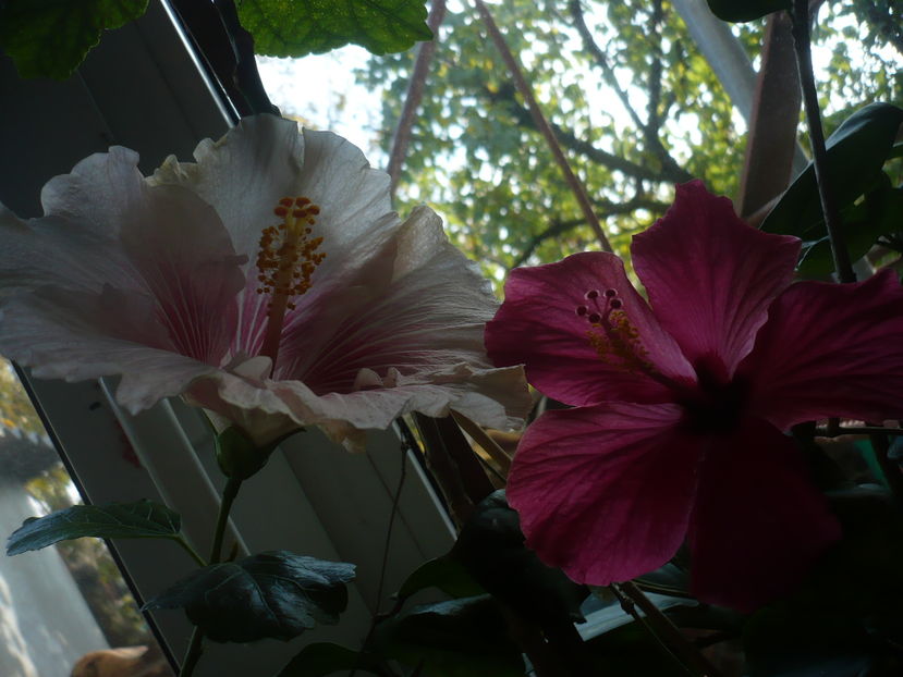 P1300620 - HIBISCUSI 2016-7