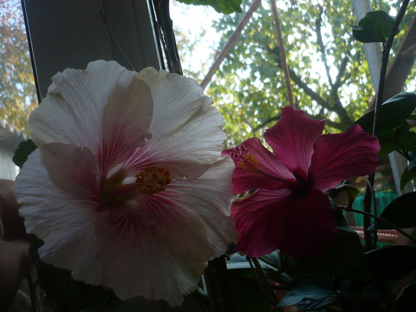 P1300621 - HIBISCUSI 2016-7