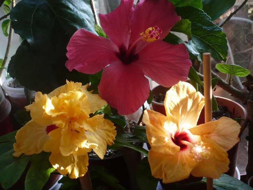 P1300625 - HIBISCUSI 2016-7