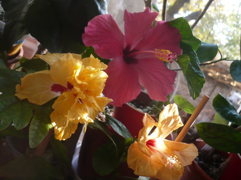 P1300626 - HIBISCUSI 2016-7