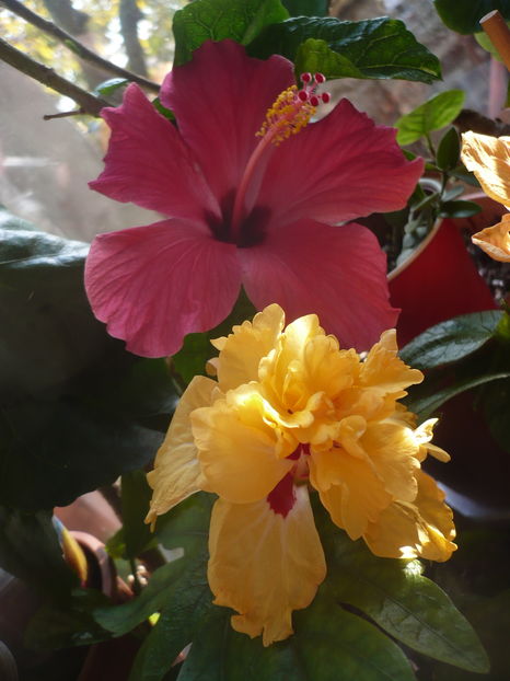 P1300628 - HIBISCUSI 2016-7