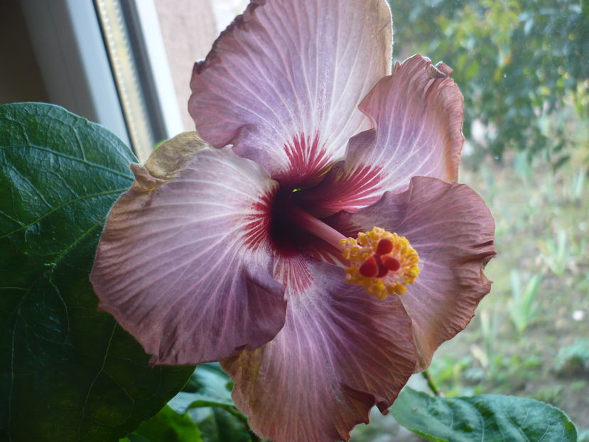 P1300631 - HIBISCUSI 2016-7