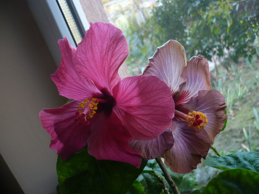 P1300633 - HIBISCUSI 2016-7