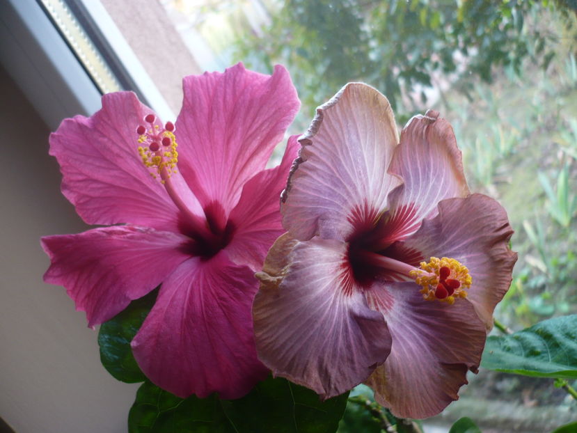 P1300634 - HIBISCUSI 2016-7