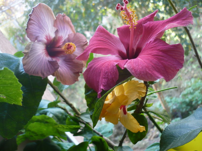 P1300638 - HIBISCUSI 2016-7