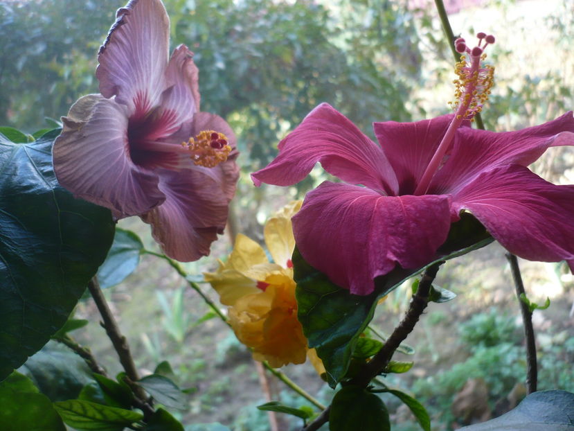 P1300639 - HIBISCUSI 2016-7