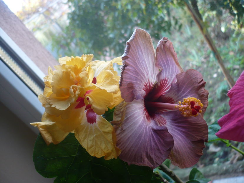 P1300640 - HIBISCUSI 2016-7