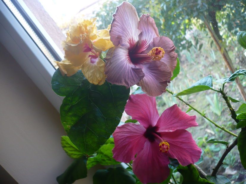 P1300642 - HIBISCUSI 2016-7