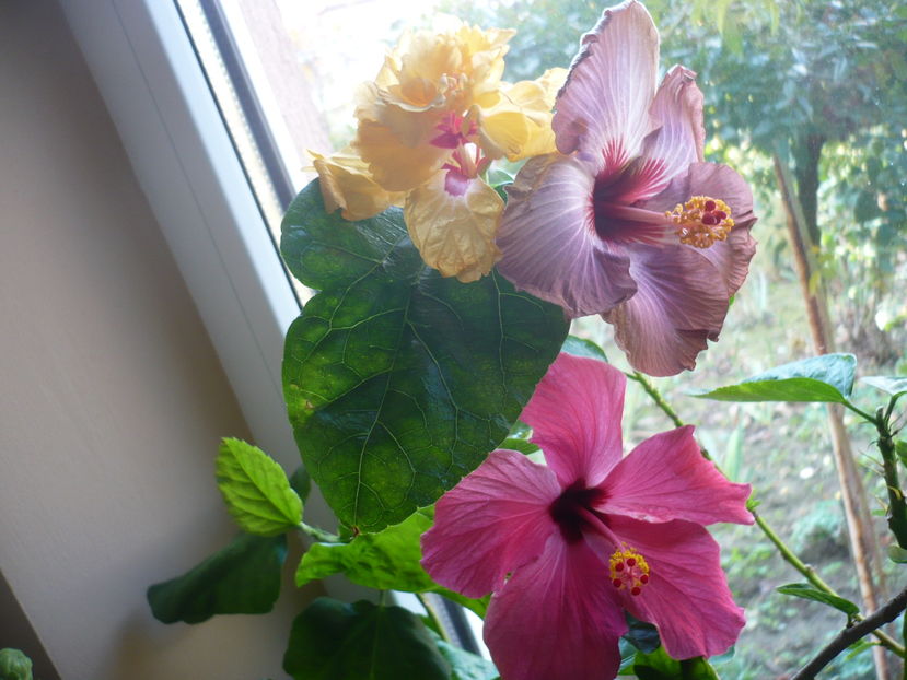 P1300643 - HIBISCUSI 2016-7