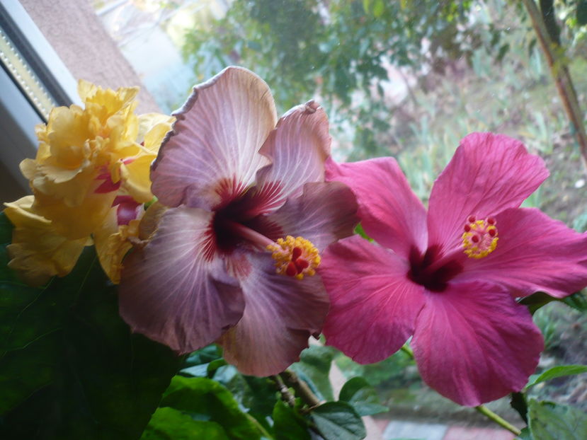 P1300648 - HIBISCUSI 2016-7